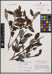 Salix bicolor Ehrh. ex Willd.